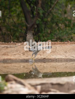eurasischer sparrowhawk nördlicher sparrowhawk accipiter nisus im Flug mit voller Flügelspanne vom Wasserloch in der heißen Wintersaison Safari in Jhalana indien Stockfoto