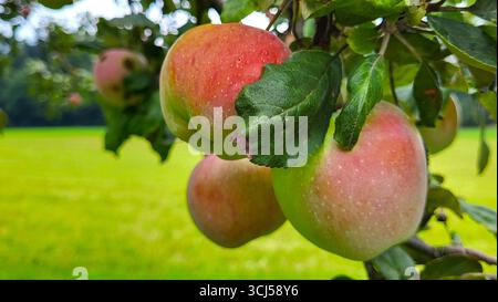 Makroaufnahme einer Gruppe reifer Äpfel, die auf einem Apfelbaum wachsen, umgeben von üppig grünen Blättern Stockfoto