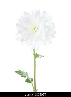 Chrysantheme isoliert auf weißem Hintergrund. Stockfoto