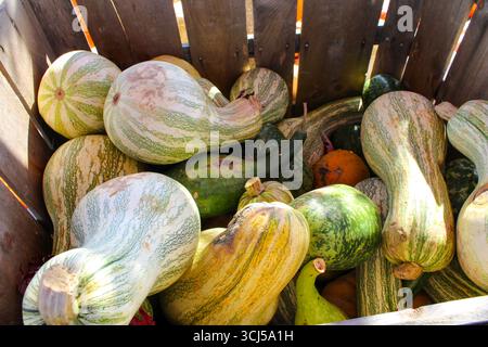 Grüne Kürbisse unterschiedlicher Größe bei einer Herbsternteausstellung Stockfoto
