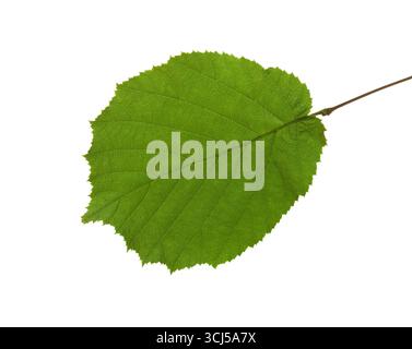 Frisches grünes Blatt von Hasel isoliert auf weißem Hintergrund. Stockfoto