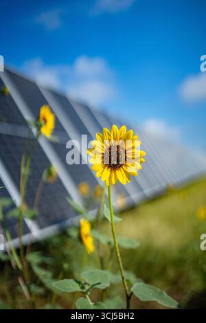 Sonnenblumen zwischen Solarpaneelen in Zentral-Texas Stockfoto