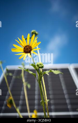 Sonnenblumen zwischen Solarpaneelen in Zentral-Texas Stockfoto