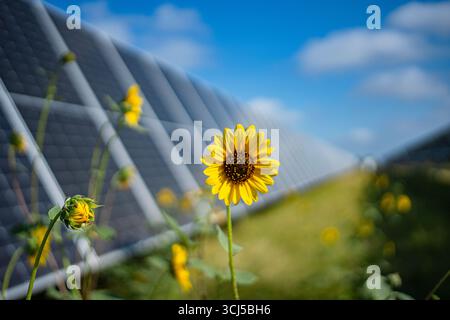 Sonnenblumen zwischen Solarpaneelen in Zentral-Texas Stockfoto