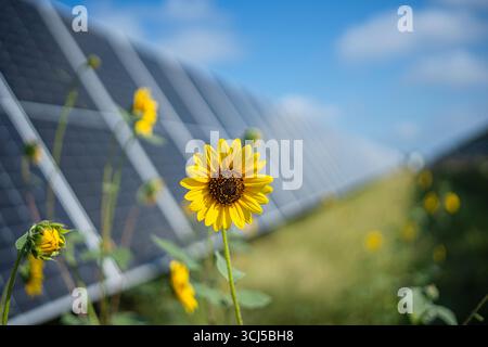 Sonnenblumen zwischen Solarpaneelen in Zentral-Texas Stockfoto