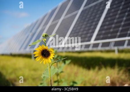 Sonnenblumen zwischen Solarpaneelen in Zentral-Texas Stockfoto