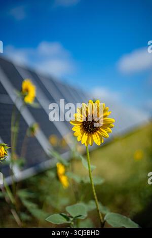 Sonnenblumen zwischen Solarpaneelen in Zentral-Texas Stockfoto