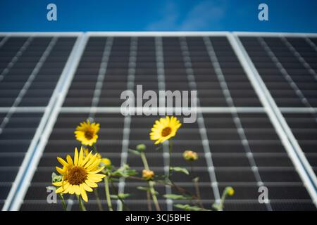 Sonnenblumen zwischen Solarpaneelen in Zentral-Texas Stockfoto