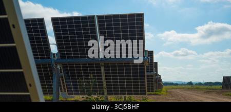 Sonnenblumen zwischen Solarpaneelen in Zentral-Texas Stockfoto