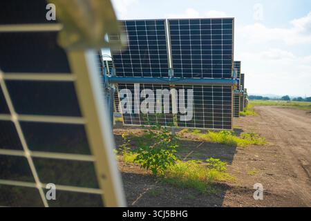 Sonnenblumen zwischen Solarpaneelen in Zentral-Texas Stockfoto