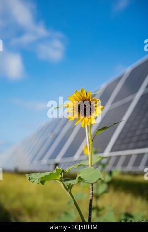 Sonnenblumen zwischen Solarpaneelen in Zentral-Texas Stockfoto