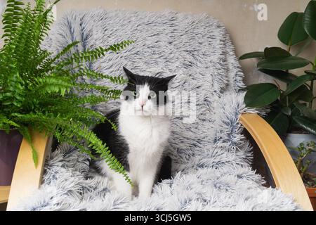 Eine schwarz-weiße Katze sitzt auf einem flauschigen Stuhl mit gemütlichem Stoff. Der Raum ist mit üppigen Innenpflanzen dekoriert, die eine ruhige Atmosphäre schaffen Stockfoto