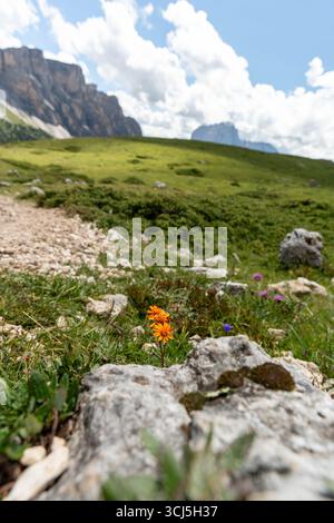 Gelbe Alpenwildblumen Blühen Unter Felsen Stockfoto