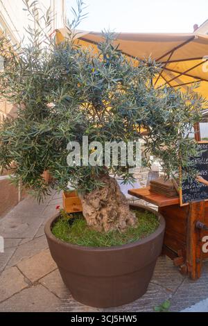 Groen Topf Olivenbaum vor einem traditionellen provenzalischen Landhaus  Stockfotografie - Alamy