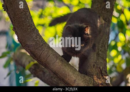 Schlaue, geschickte Katze, die auf einen Baum klettert und vom Baum herunterkommt. Katze auf dem Baum auf natürlichem Hintergrund. Stockfoto