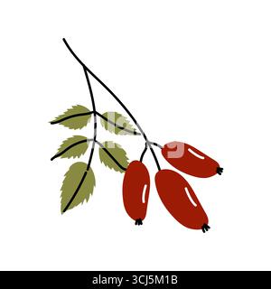 Ein Zweig mit hellroten Hüften und sattgrünen Blättern veranschaulicht das Wesen des Herbstes. Dieses natürliche Arrangement fängt das Kopfgeld der Saison ein Stock Vektor