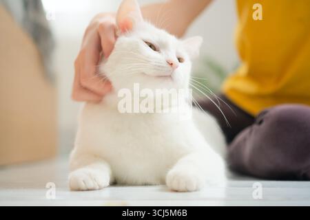 Eine heranwachsende Frau, die ihre unberührte weiße Katze in liebevoller Umarmung hält. Schöne Demonstration von Tierfreundschaft und Hingabe. Stockfoto