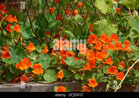 Gartennasturtium oder Tropaeolum majus, Sträucher mit Orangenblüten Stockfoto