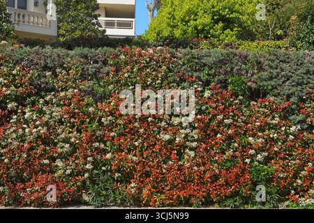 Eine blühende Photinia fraseri rotkehlhecke mit roten und grünen Blättern und weißen Blüten, in einem Garten in Attika, Griechenland Stockfoto