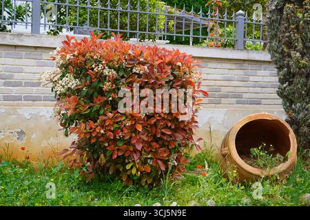 Ein blühender Photinia fraseri rotkehlchenstrauch mit roten und grünen Blättern, weißen Blüten und einem Tontopf in einem Garten in Attika, Griechenland Stockfoto