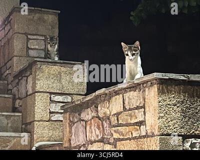 Zwei Kätzchen auf Treppen in Griechenland Stockfoto