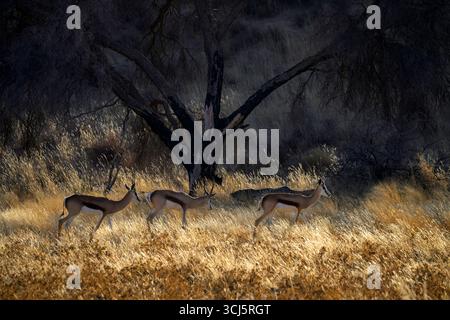 Springbok (Antidorcas marsupialis), Spaziergang im Flussbett mit Hintergrundbeleuchtung, Kgalagadi Transfrontier Park, Nordkap, Südafrika. Stockfoto