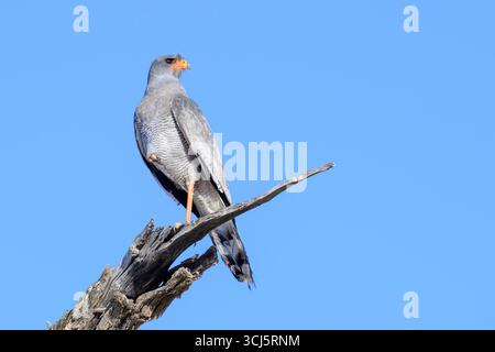 Goshawk (Melierax canorus), der in totem Baum thront, Kgalagadi Transfrontier Park, Nordkap, Südafrika. Stockfoto