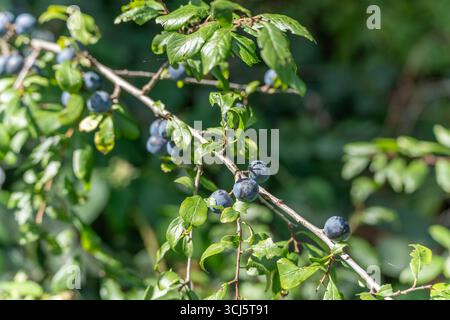 Blau-schwarze Schlehen Reifen auf einem Dornzweig. Ihr säuerlicher Geschmack macht sie ideal für Liköre und Marmeladen. Stockfoto