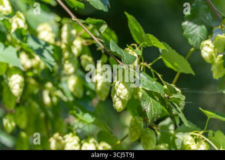 Im Sonnenlicht hängen grüne Hopfenhaufen von der Weinrebe. Ihre strukturierten Kegel sind der Schlüssel zum Bierbrauen. Stockfoto