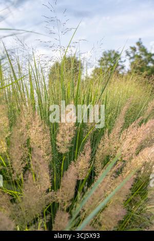 Große Ziergräser wachsen in üppigen Häufchen, deren Federn sich zum Himmel erheben. Ein heller Sommertag hebt die Farben hervor. Stockfoto