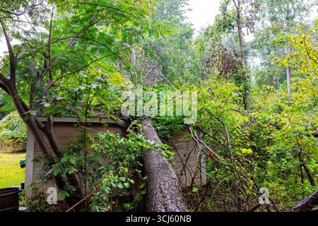 Ein großer Baum ist in den Schuppen gefallen, was Schäden im üppigen Vorstadtbereich nach heftigem Regen verursacht. Stockfoto