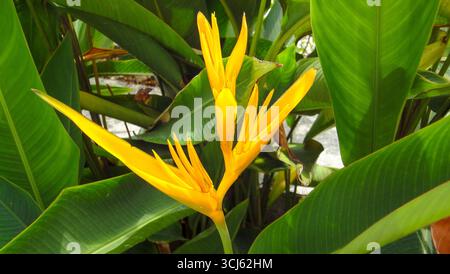 Nahaufnahme einer leuchtenden gelben Helikonia-Blume zwischen üppigen tropischen Blättern in einer Gartenumgebung. Stockfoto