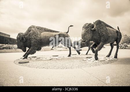 Buffalo-Statuen im Wanuskewin Heritage Park in Saskatoon, Kanada Stockfoto