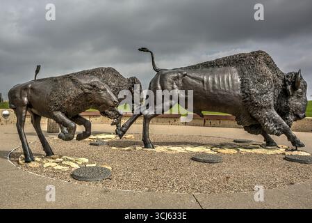 Buffalo-Statuen im Wanuskewin Heritage Park in Saskatoon, Kanada Stockfoto