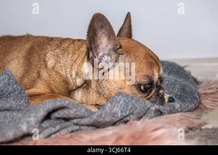 Der französische Bulldogge-Welpe liegt auf einer weichen Decke, trägt eine Windel, zeigt einen traurigen Ausdruck und hebt Gesundheit und Komfort in einer gemütlichen Umgebung hervor Stockfoto