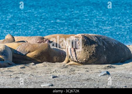 Walrosskolonie auf Edge Island Svalbard Archipel Norwegen // RANDINSEL, Svalbard Archipel, Norwegen — Eine Walrosskolonie liegt am Sandstrand von Edgeoya, einer Insel im Storfjord. Die Walrosse sind große Meeressäuger, die für ihre Stoßzähne und ihren Blubber bekannt sind, die ihnen helfen, in den kalten arktischen Gewässern zu überleben. Edgeoya ist Teil des Svalbard-Archipels, eines norwegischen Territoriums zwischen dem norwegischen Festland und dem Nordpol. Der Archipel ist ein beliebtes Ziel für Wildtiertourismus und bietet Gelegenheit, Eisbären, Rentiere und verschiedene Seevögel zu sehen. Stockfoto