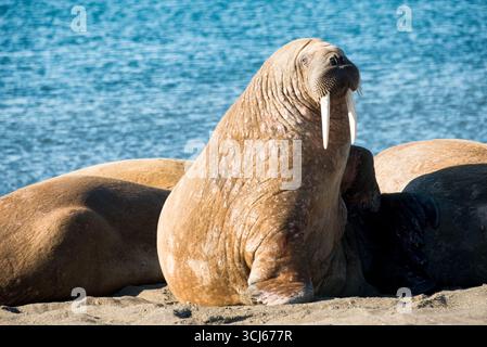 Walrus auf Edge Island Storfjorden Svalbard // RANDINSEL SVALBARD — Ein Walrus ruht an einem Sandstrand mit dem blauen Wasser des Storfjorden im Hintergrund. Edgeoya, auch bekannt als Edge Island, ist die drittgrößte Insel im Svalbard-Archipel in der Barentssee. Svalbard ist ein norwegischer Archipel zwischen dem norwegischen Festland und dem Nordpol, bekannt für seine arktische Tierwelt und dramatische Landschaften. Der Storfjord ist ein großer Fjord an der Ostküste Spitzbergens, der größten Insel Svalbards. Diese Region ist ein wichtiger Lebensraum für verschiedene arktische Arten, einschließlich Walrosse Stockfoto