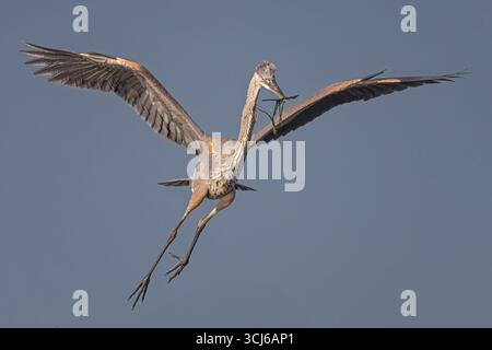 Großer Blaureiher im Flug mit Nistmaterial Stockfoto