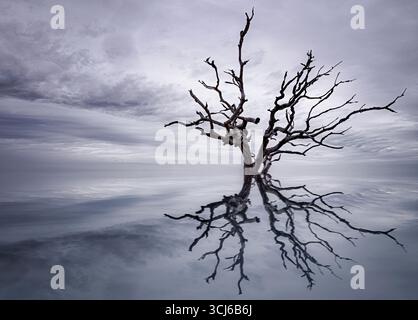 Jekyll Island GA – einer der verwitterten Bäume, die am Driftwood Beach auf Jekyll Island, Georgia gefunden werden. Stockfoto