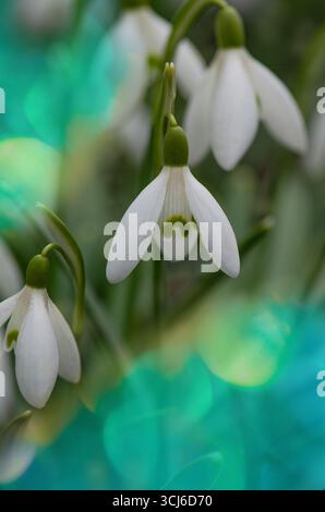 Malerischer Blick auf den Frühlingswald mit weißen Schneeglöckchen. Schneeglöckchen im Frühlingsgarten. Stockfoto