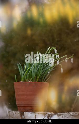 Schneeglöckchen symbolisieren die Ankunft des Frühlings. Schneeglöckchen die ersten Frühlingsblumen im Frühlingswald. Stockfoto