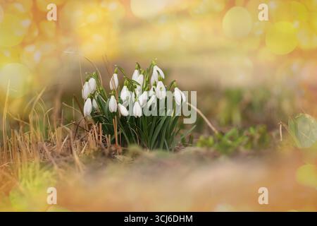 Schöne erste Blumen Schneeglöckchen. Zarte Frühlingsblumen im Frühlingswald. Stockfoto