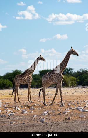 Zwei Giraffen spazieren durch die Wüstenlandschaft des Etosha-Nationalparks, Namibia. Stockfoto