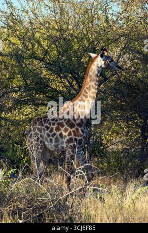 Eine Giraffe Schürfwunden an Bäumen in Etosha National Park, Namibia. Stockfoto
