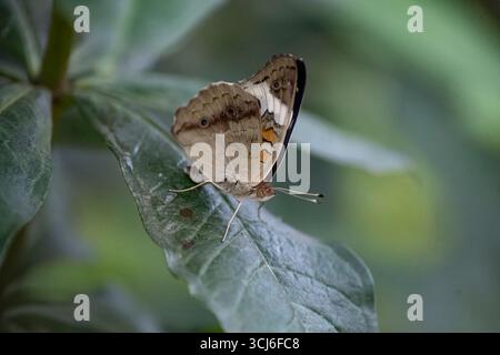 Junonia coenia, auch bekannt als buckeye oder buckeye, ist ein Schmetterling aus der Familie der Nymphalidae. Stockfoto