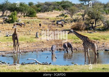 Giraffen und Zebras trinken an einem Wasserloch im Etosha Nationalpark, Namibia. Stockfoto