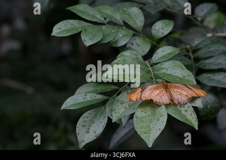 Dryas iulia (oft falsch geschrieben julia) der Gattung Dryas. Gemeinhin als Julia-Schmetterling, Julia helikonisch, Flambeau oder Flambeau bezeichnet. Stockfoto