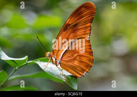 Dryas iulia (oft falsch geschrieben julia) der Gattung Dryas. Gemeinhin als Julia-Schmetterling, Julia helikonisch, Flambeau oder Flambeau bezeichnet. Stockfoto