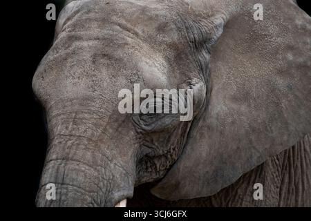 Der afrikanische Buschelefant (Loxodonta africana), auch bekannt als afrikanischer Savannenelfant. Stockfoto