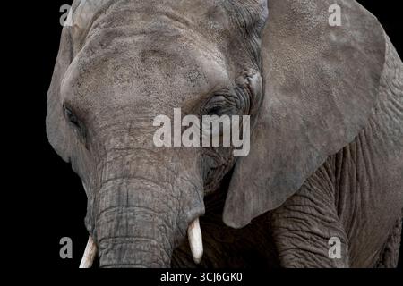 Der afrikanische Buschelefant (Loxodonta africana), auch bekannt als afrikanischer Savannenelfant. Stockfoto